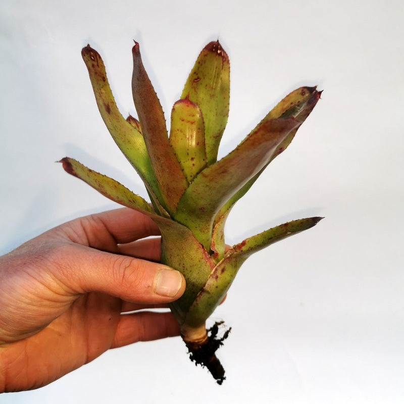 Neoregelia olens ‘696’