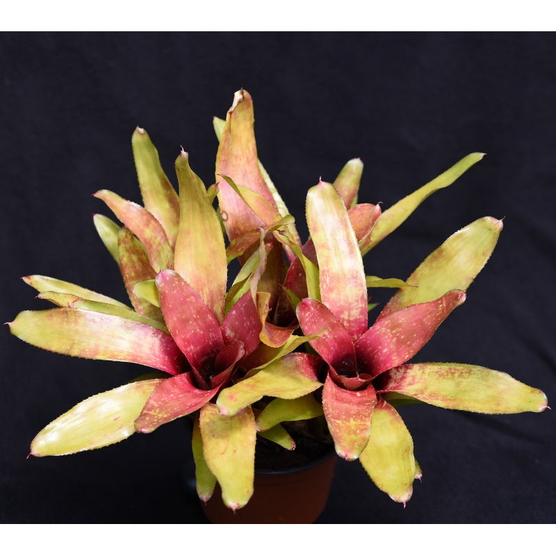 Neoregelia ‘Pink Mosaic’