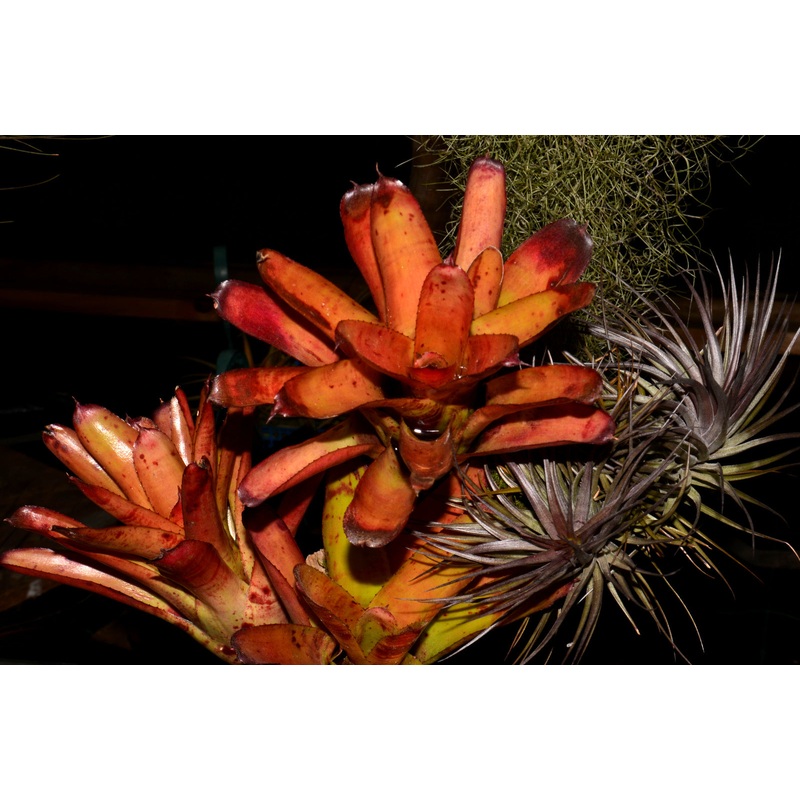 Neoregelia ‘Prarie Fire’