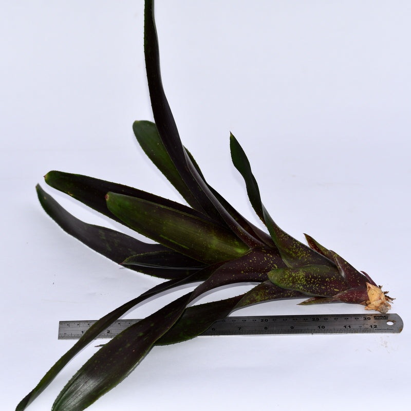 Neoregelia ‘Royal Burgundy’