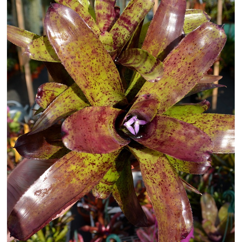 Neoregelia ‘Shamrock’