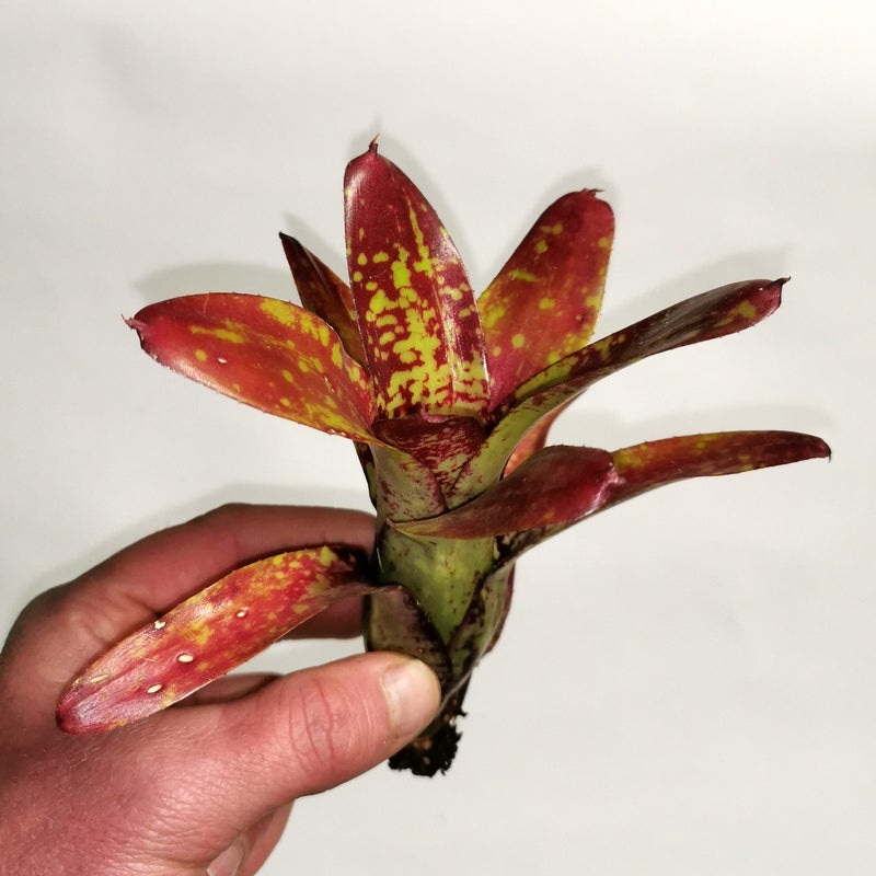 Neoregelia ‘Spaced Out’