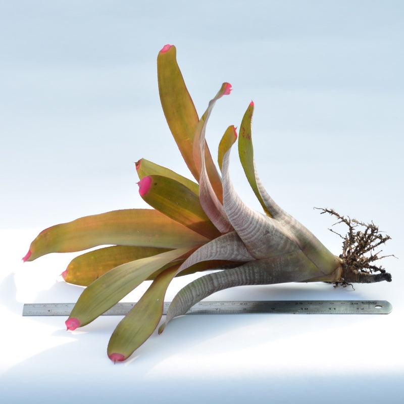 Neoregelia spectabilis