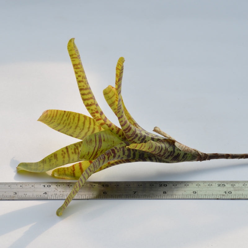 Neoregelia tigrina|1 plant|3 plants