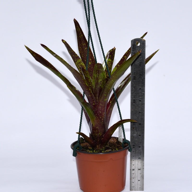 Neoregelia ‘Walking Tall’ x pauciflora