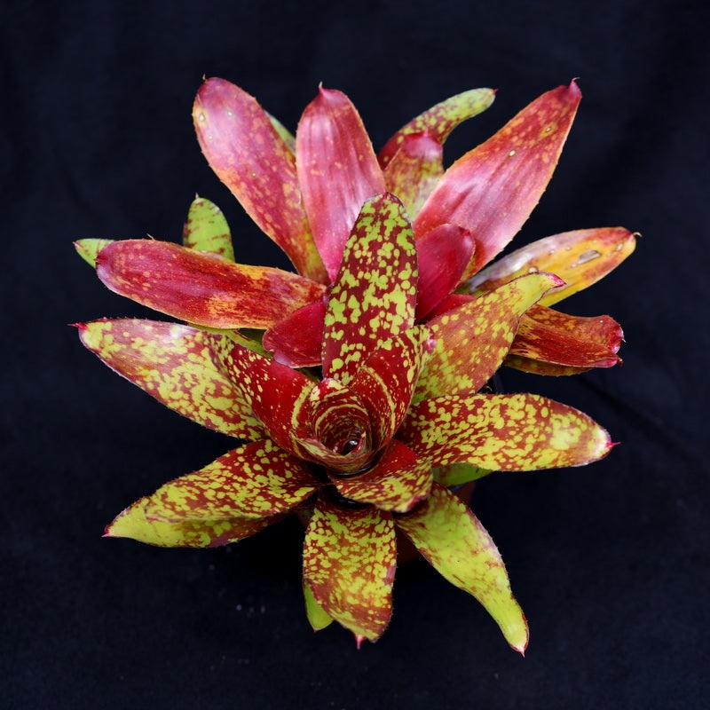 Neoregelia ‘Winnie The Pooh’
