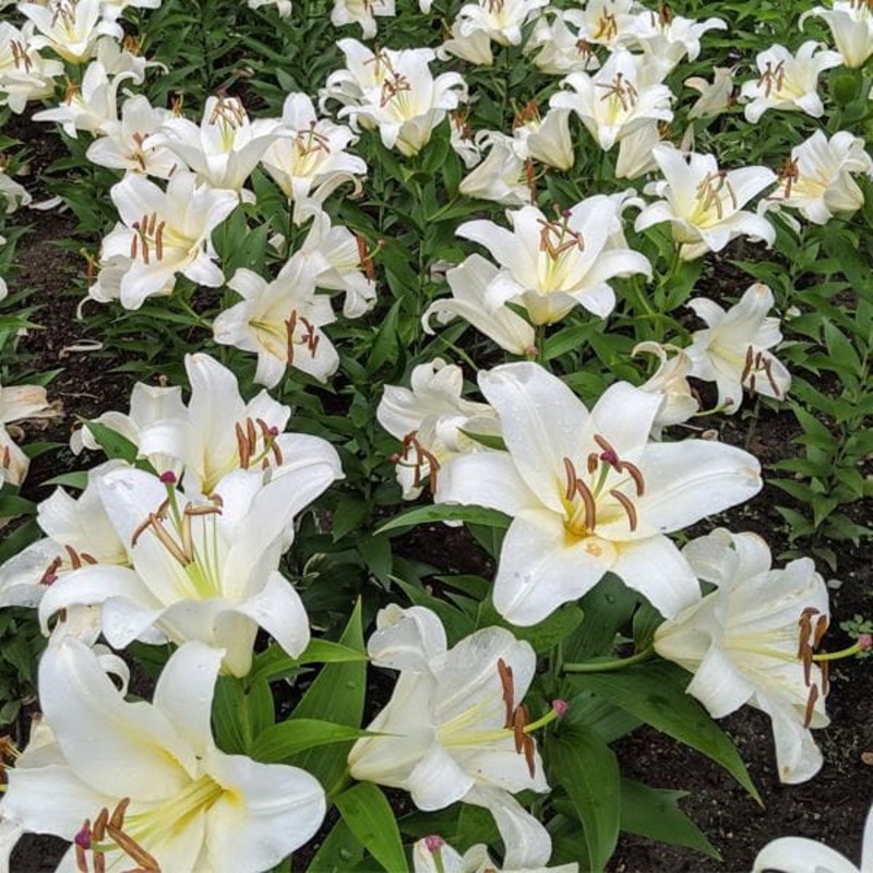 Oriental Lily, Zambesi Oriental Trumpet Lily (White) – Bulbs (set of 5)