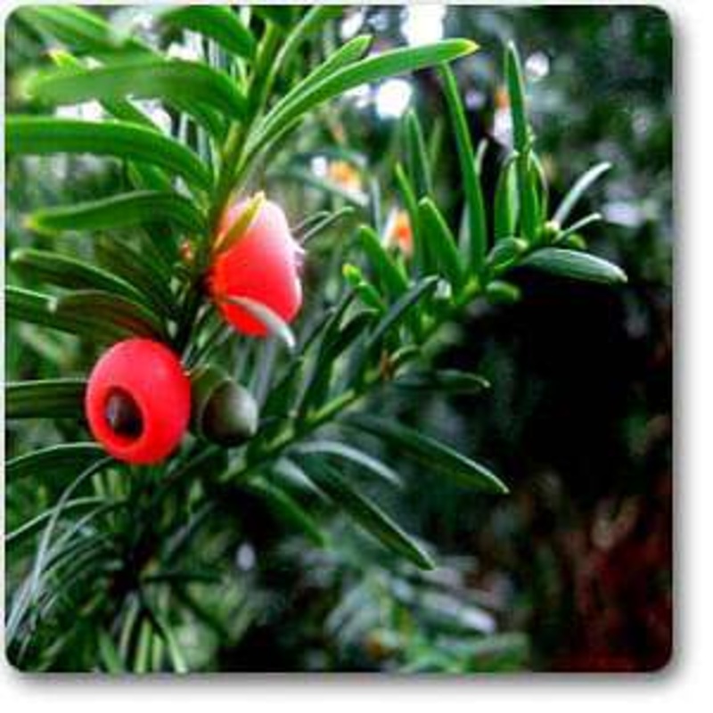 Pacific Yew – Plant