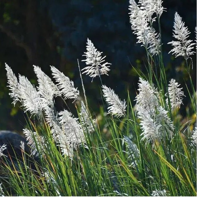 Pampas Grass, Cortaderia selloana (white) – Plant