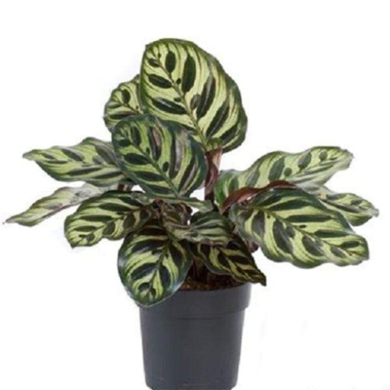 Peacock Plant, Calathea Makoyana – Plant