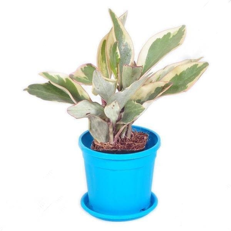 Peperomia clusiifolia jelly, Peperomia clusiifolia variegated – Plant