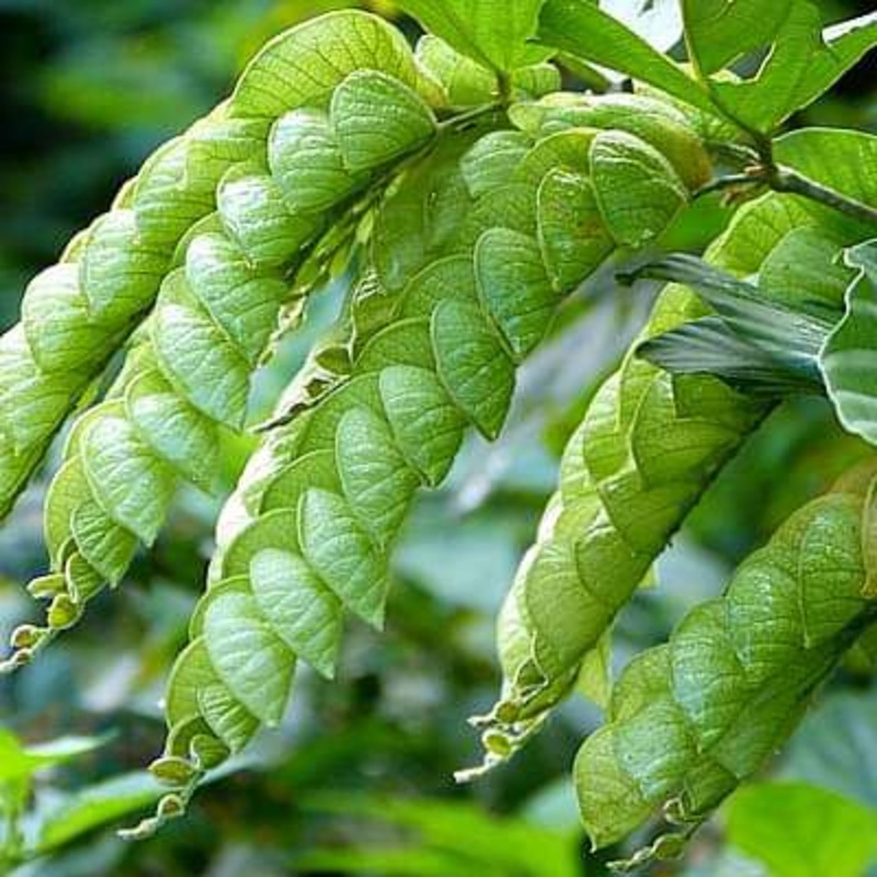 Phyllodium longipes – Plant