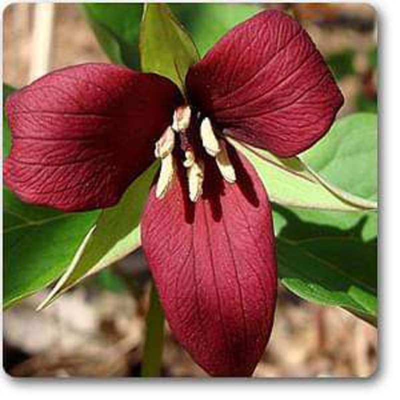 Purple Trillium – Plant