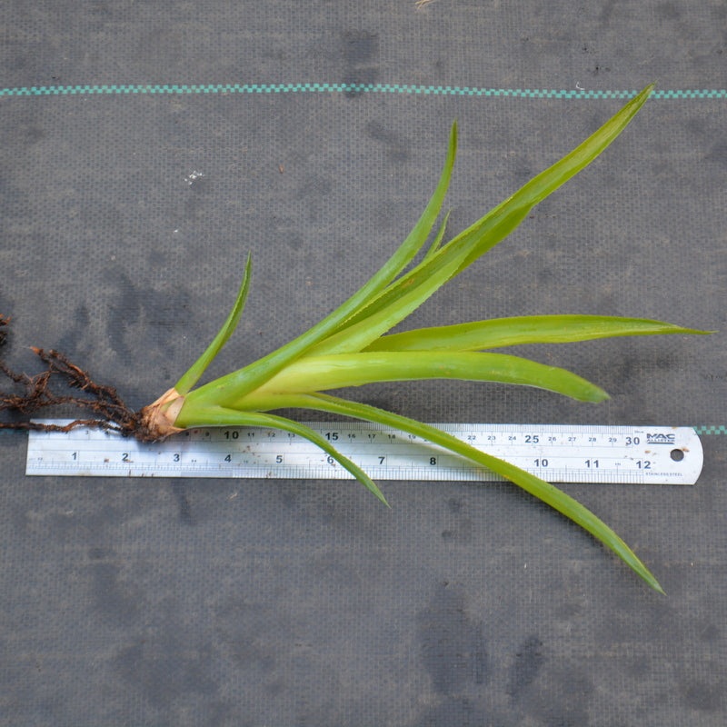 Quesnelia imbricata