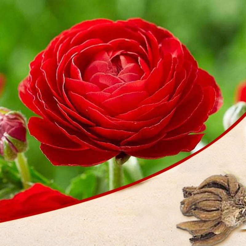 Ranunculus (Red) – Bulbs|Set of 3|Set of 5