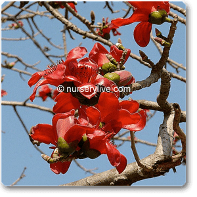 Red samel, Bombax malabaricum – Plant