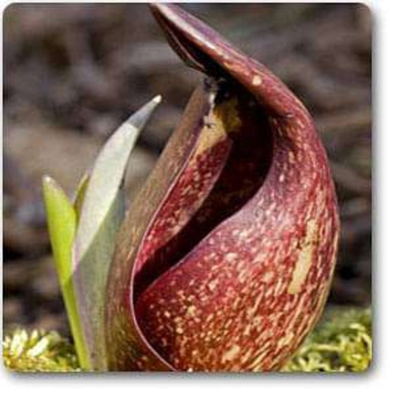 Skunkcabbage – Plant