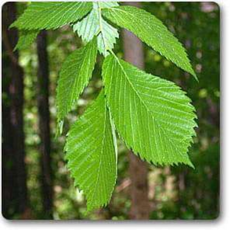 Slippery Elm – Plant