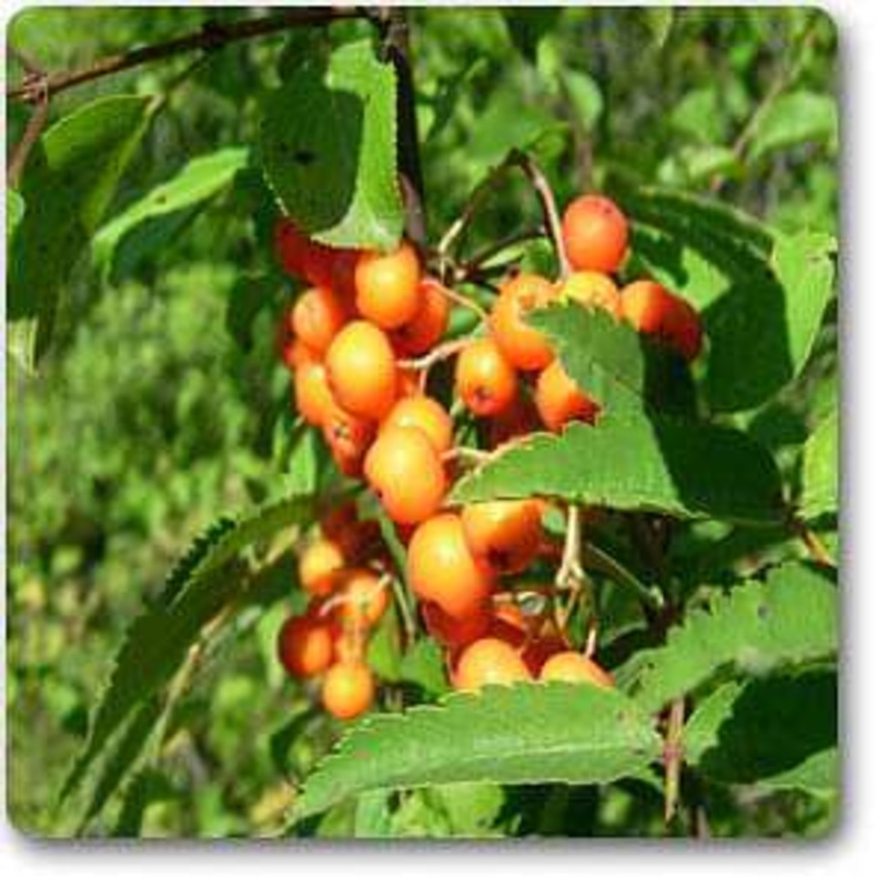 Sorbus americana – Plant
