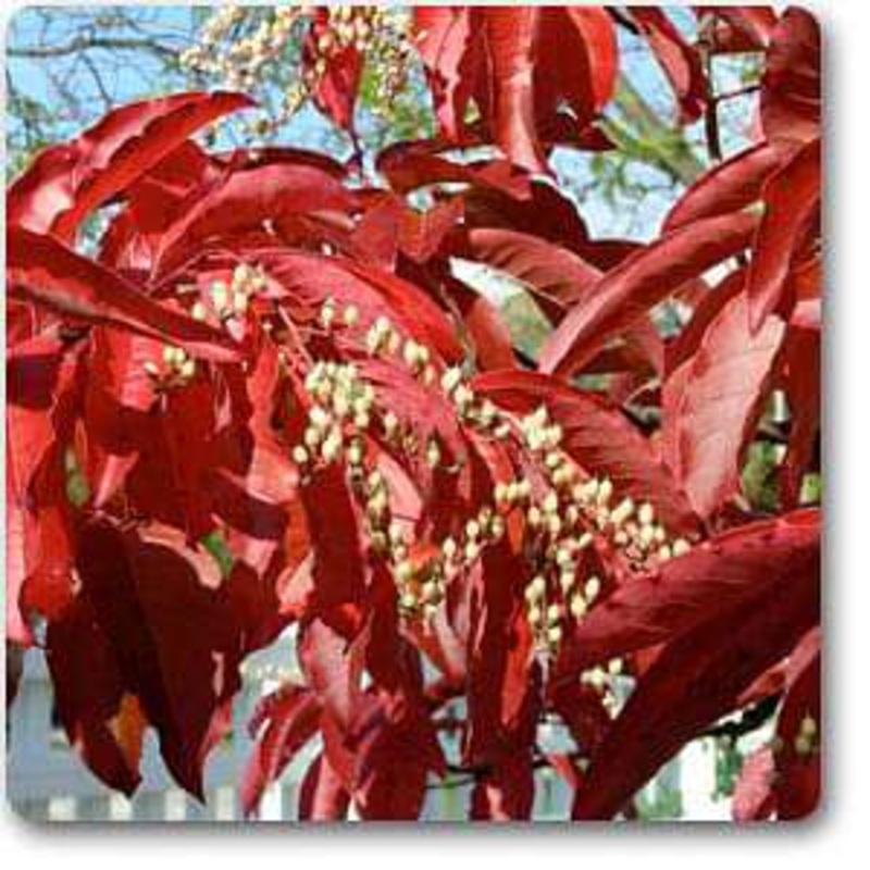 Sourwood – Plant