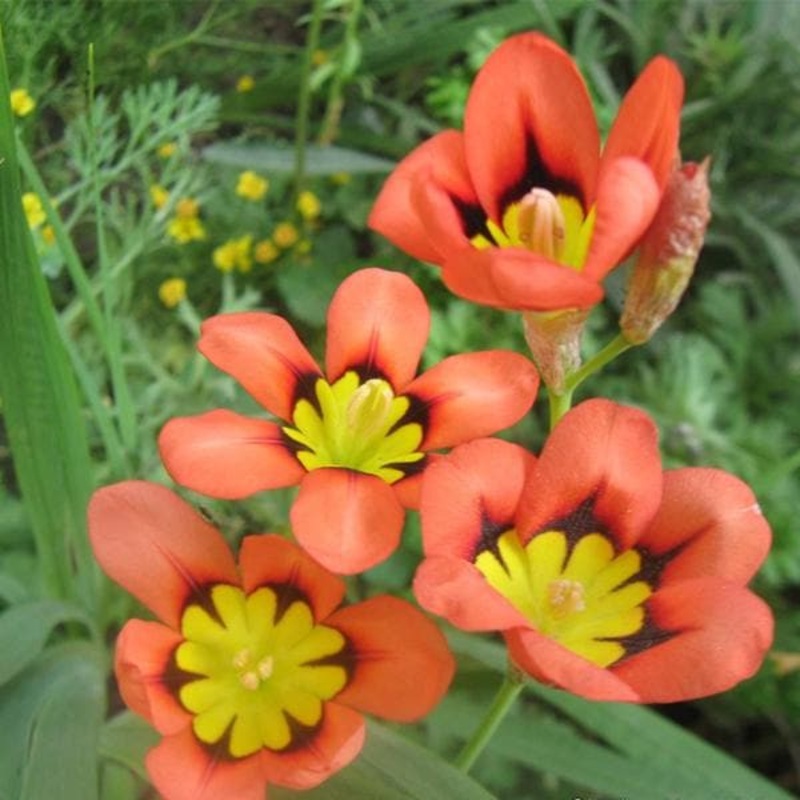 Sparaxis (Orange) – Bulbs (set of 5)