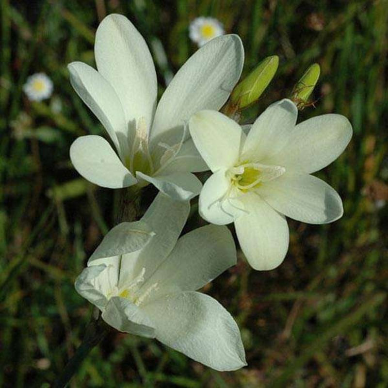 Sparaxis (White) – Bulbs (set of 5)