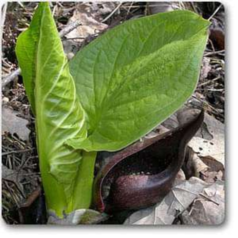 Spathyema foetida – Plant