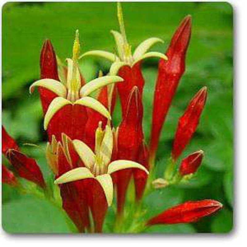 Spigelia marilandica – Plant