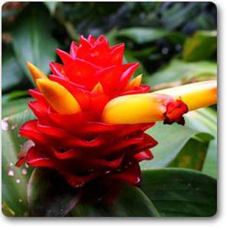 Spiral Flag – Plant