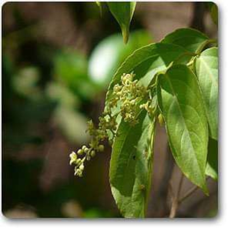 Staff Tree – Plant