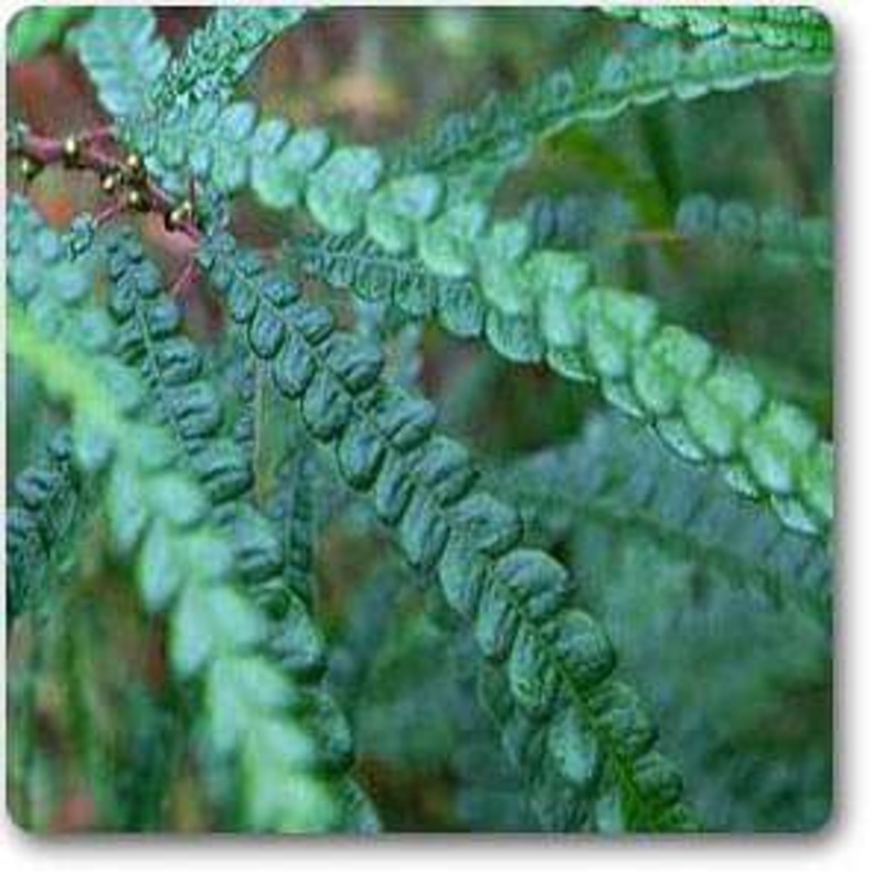 Sweetfern – Plant
