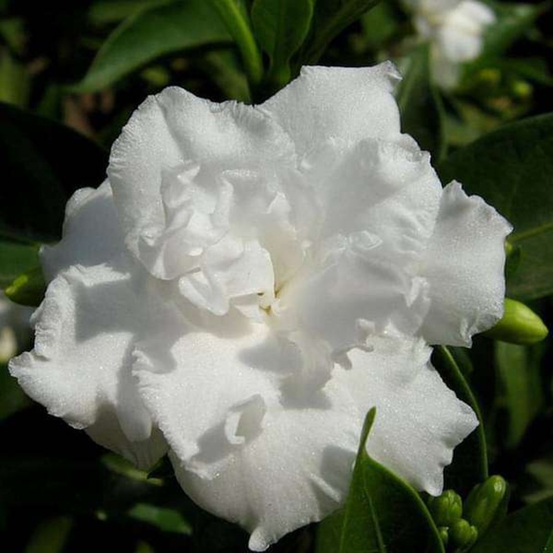 Tagar Double – Plant