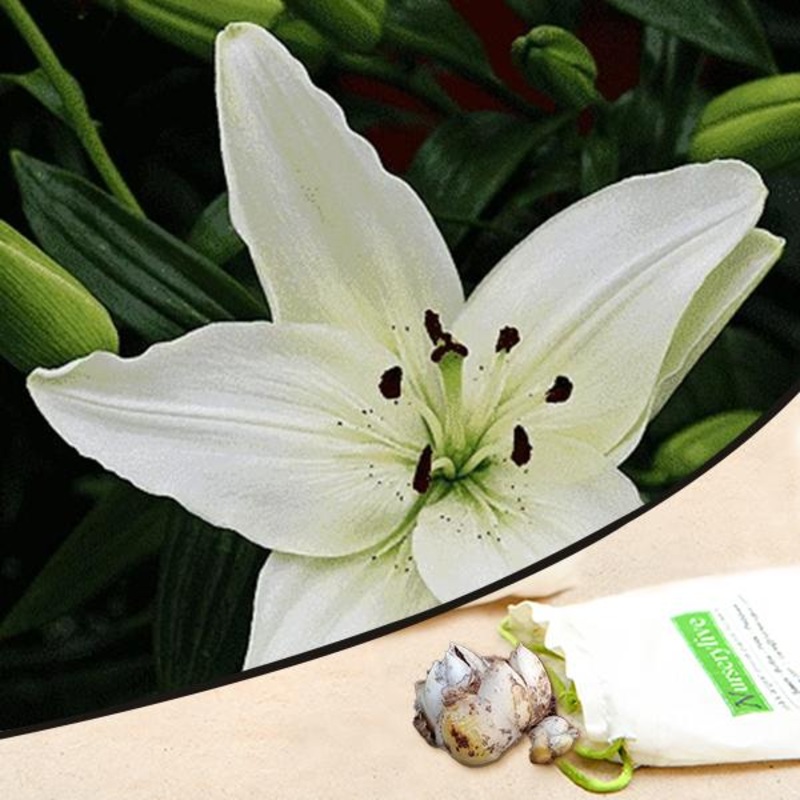 Tavira Asiatic Lily (White) – Bulbs (set of 5)