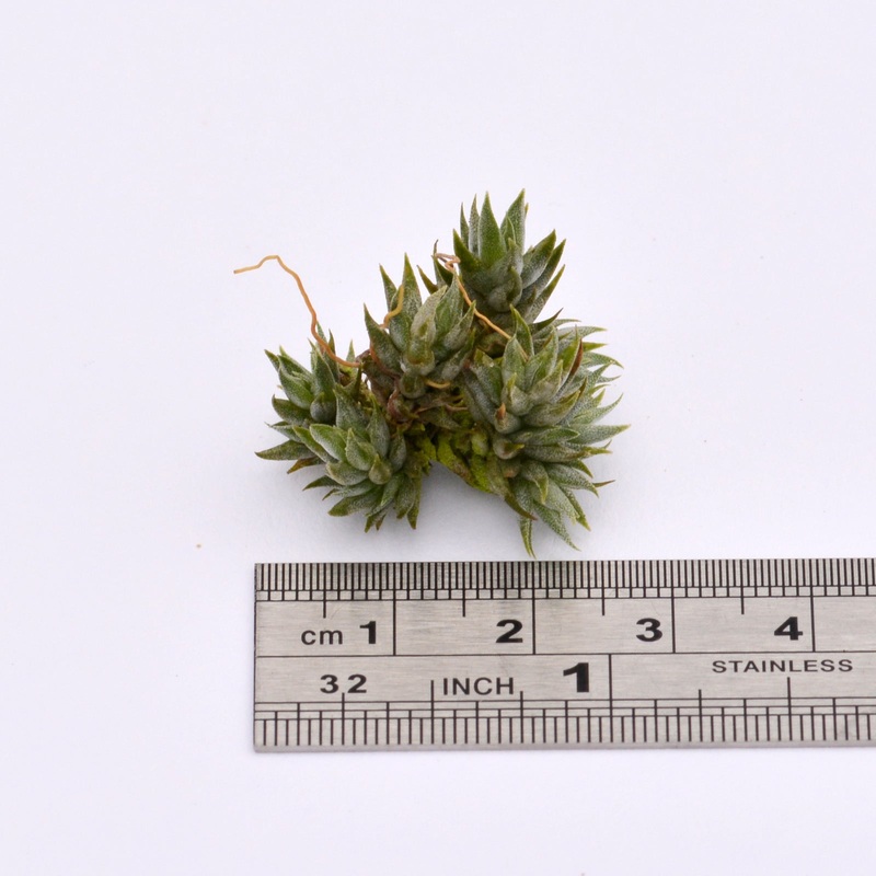 Tillandsia aizoides clumps and singles