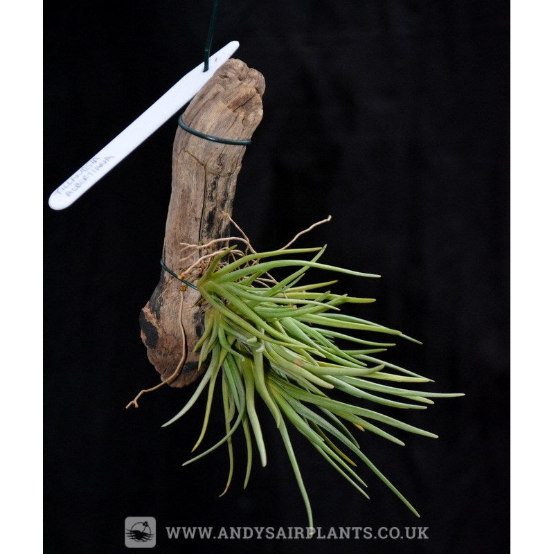 Tillandsia albertiana mounted on drift wood