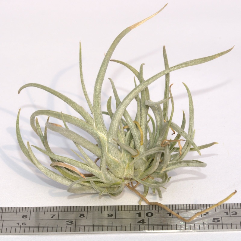 Tillandsia albertiana x crocata