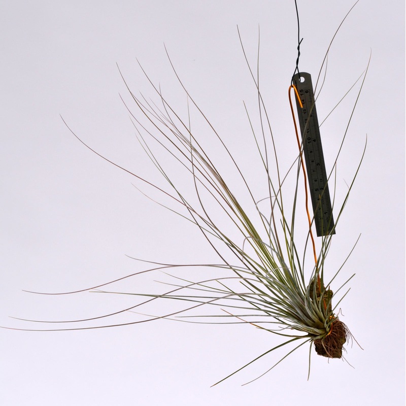 Tillandsia bartramii Mounted on cork