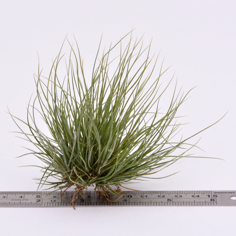 Tillandsia bartramii|Small Clump|XL Clump