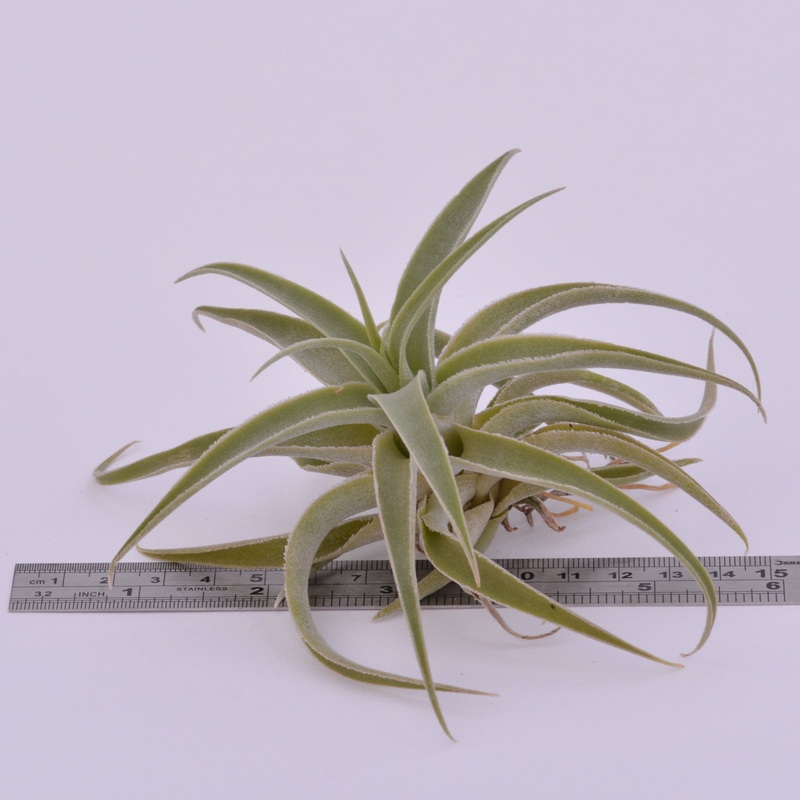 Tillandsia cacticola
