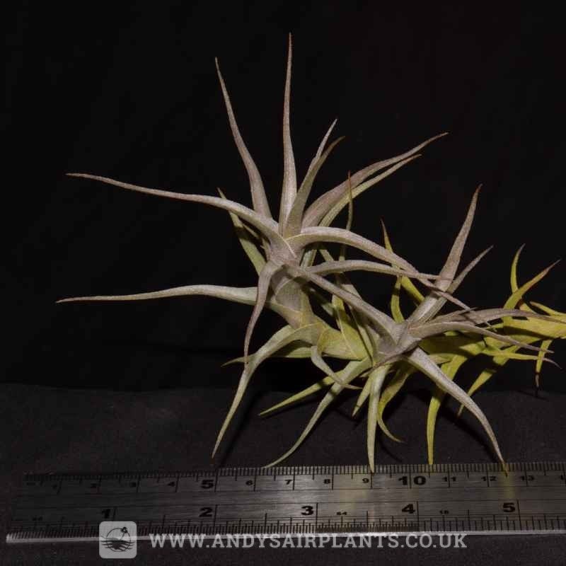 Tillandsia diaguitensis