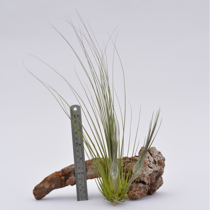 Tillandsia disticha