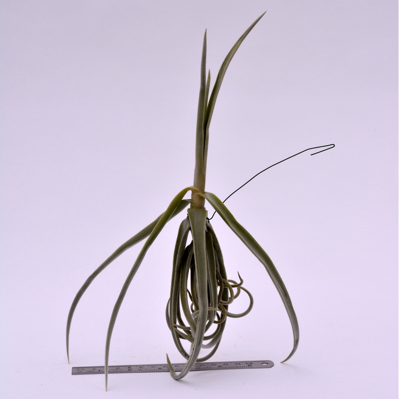 Tillandsia duratii