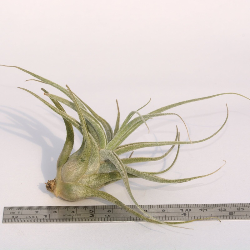 Tillandsia ehlersiana