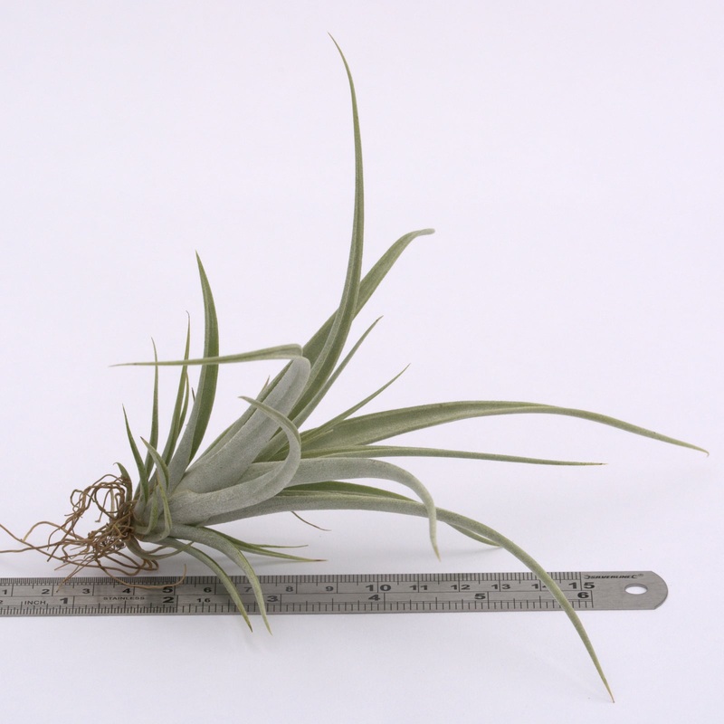 Tillandsia elizabethae
