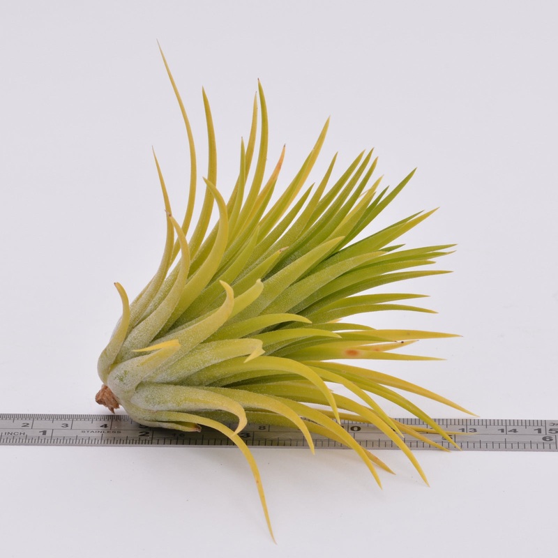 Tillandsia ionantha ‘Druid’