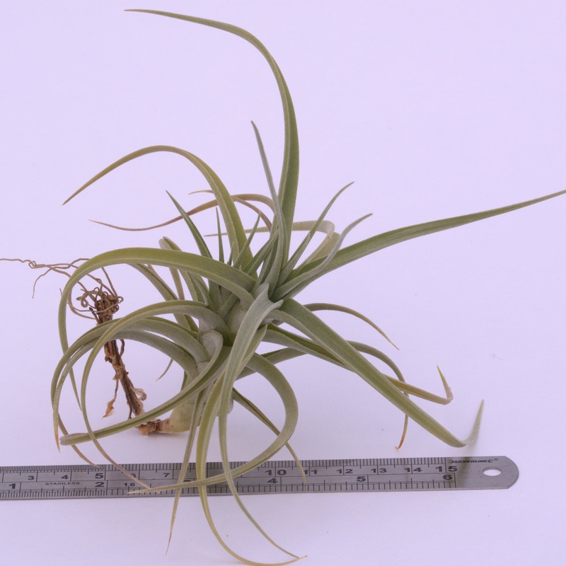 Tillandsia ‘Kashkin’