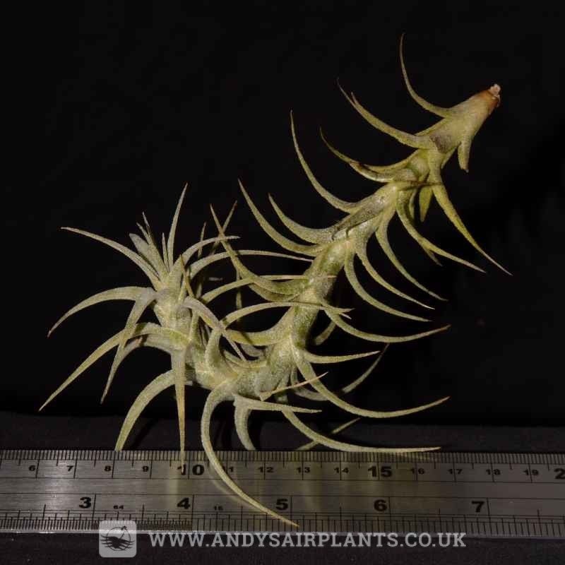Tillandsia latifolia