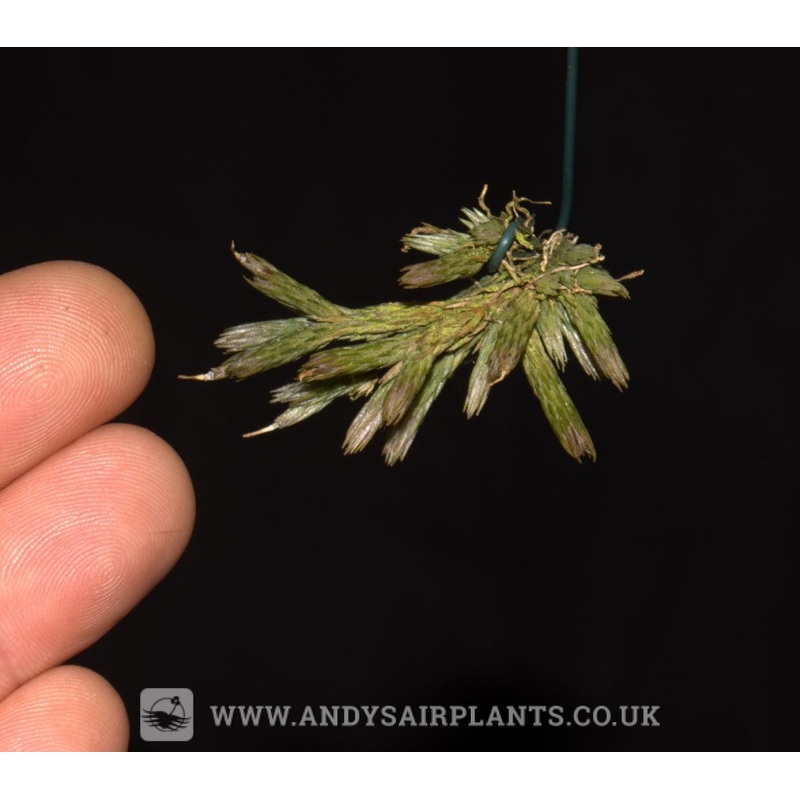 Tillandsia minutiflora