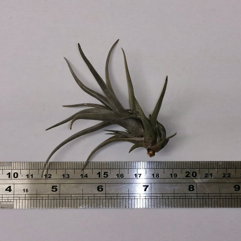 Tillandsia ‘Mystic Burgundy’