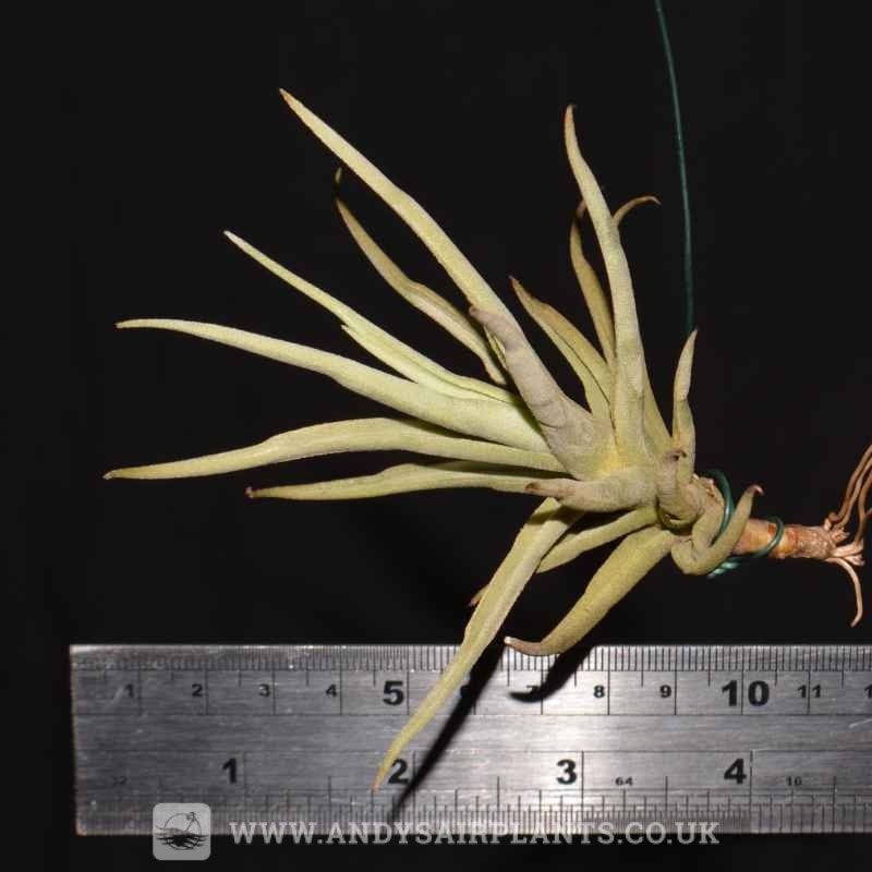 Tillandsia paleacea ssp. apurimacensis